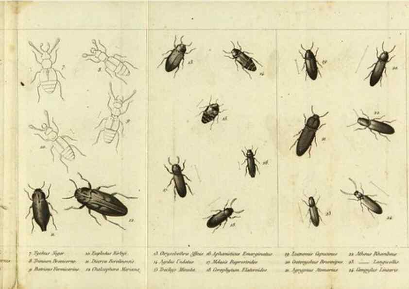 Reproducción/Reproduction 9408706214: Faune entomologique des environs de Paris :. Paris :Méquignon-Marvis,1835.
