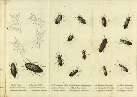 Reproducción/Reproduction 9408706214: Faune entomologique des environs de Paris :. Paris :Méquignon-Marvis,1835.