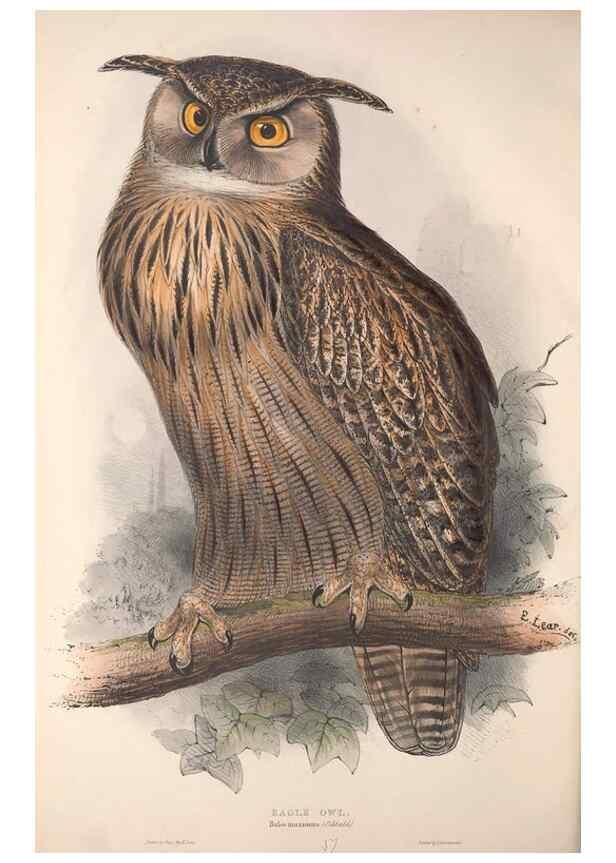 Reproducción/Reproduction 9401323734: The birds of Europe.. London,Printed by R. and J.E. Taylor, pub. by the author,1837.