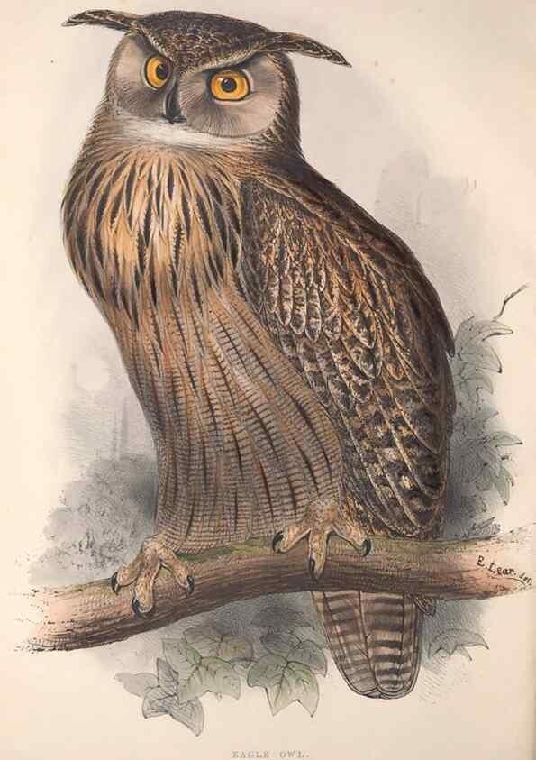 Reproducción/Reproduction 9401323734: The birds of Europe.. London,Printed by R. and J.E. Taylor, pub. by the author,1837.