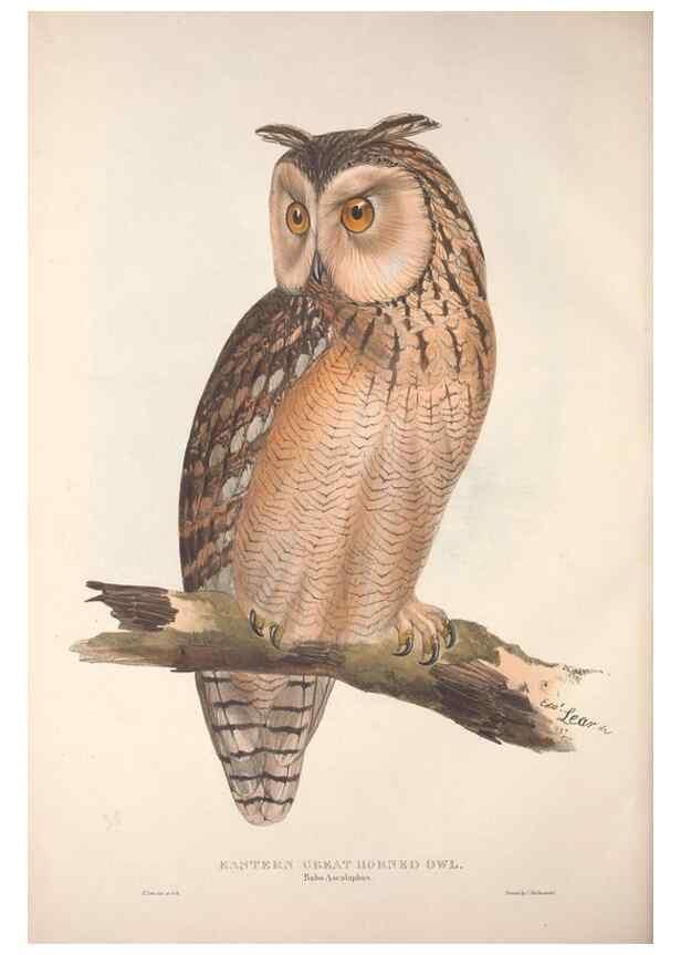 Reproducción/Reproduction 9398559293: The birds of Europe.. London,Printed by R. and J.E. Taylor, pub. by the author,1837.