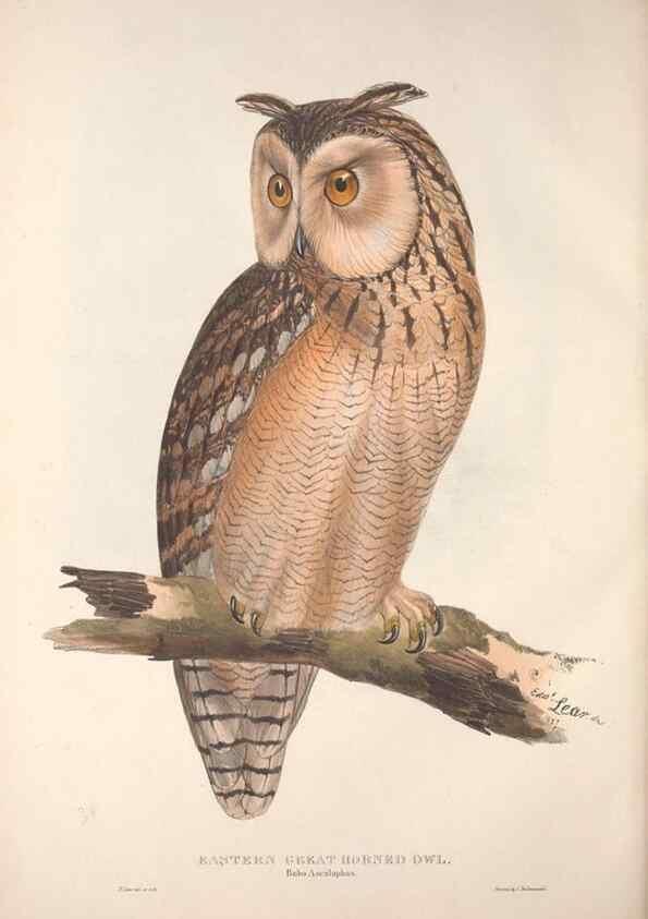 Reproducción/Reproduction 9398559293: The birds of Europe.. London,Printed by R. and J.E. Taylor, pub. by the author,1837.