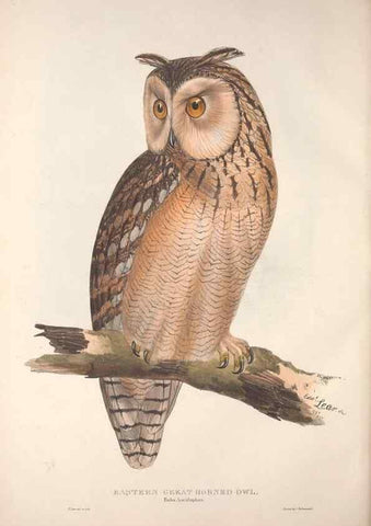 Reproducción/Reproduction 9398559293: The birds of Europe.. London,Printed by R. and J.E. Taylor, pub. by the author,1837.