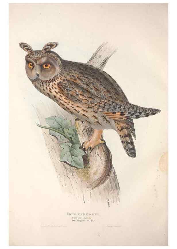 Reproducción/Reproduction 9401325932: The birds of Europe.. London,Printed by R. and J.E. Taylor, pub. by the author,1837.
