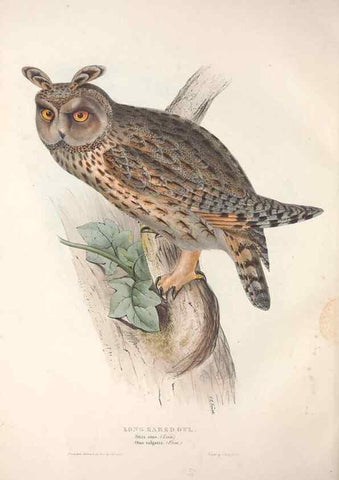 Reproducción/Reproduction 9401325932: The birds of Europe.. London,Printed by R. and J.E. Taylor, pub. by the author,1837.