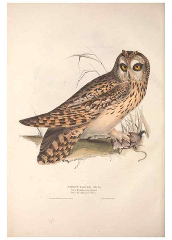 Reproducción/Reproduction 9398561439: The birds of Europe.. London,Printed by R. and J.E. Taylor, pub. by the author,1837.