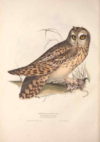 Reproducción/Reproduction 9398561439: The birds of Europe.. London,Printed by R. and J.E. Taylor, pub. by the author,1837.