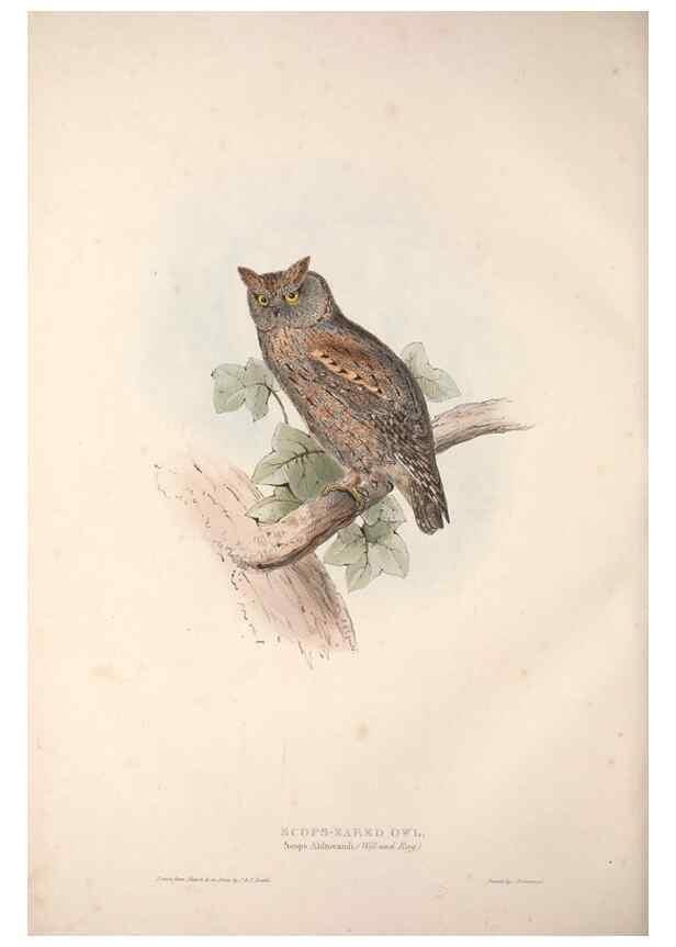 Reproducción/Reproduction 9401327902: The birds of Europe.. London,Printed by R. and J.E. Taylor, pub. by the author,1837.