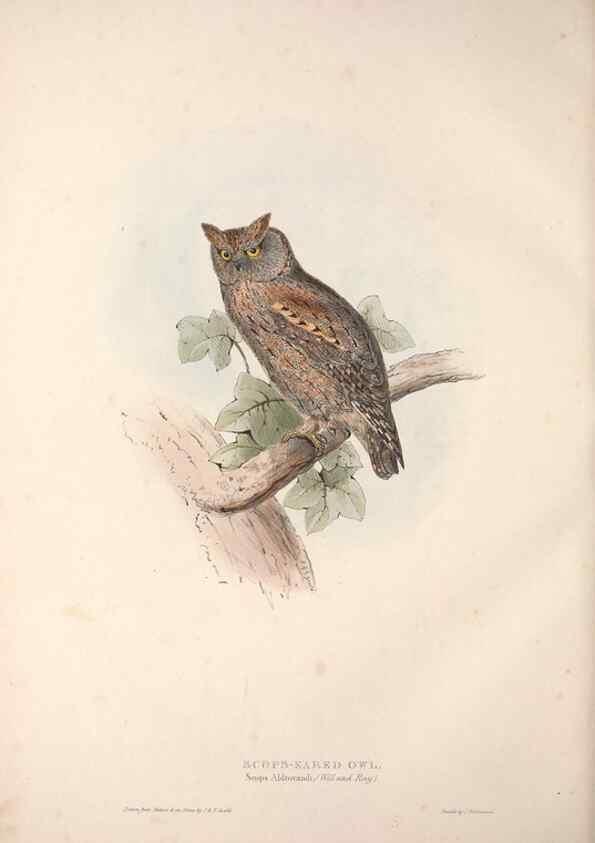 Reproducción/Reproduction 9401327902: The birds of Europe.. London,Printed by R. and J.E. Taylor, pub. by the author,1837.