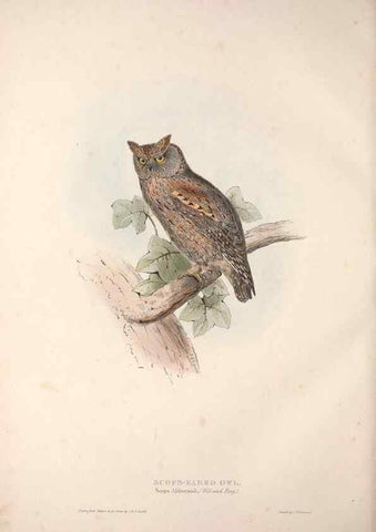 Reproducción/Reproduction 9401327902: The birds of Europe.. London,Printed by R. and J.E. Taylor, pub. by the author,1837.