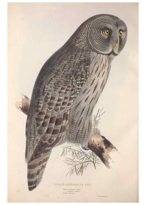 Reproducción/Reproduction 9401329480: The birds of Europe.. London,Printed by R. and J.E. Taylor, pub. by the author,1837.