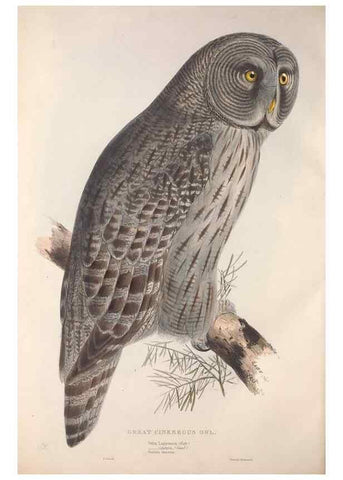 Reproducción/Reproduction 9401329480: The birds of Europe.. London,Printed by R. and J.E. Taylor, pub. by the author,1837.