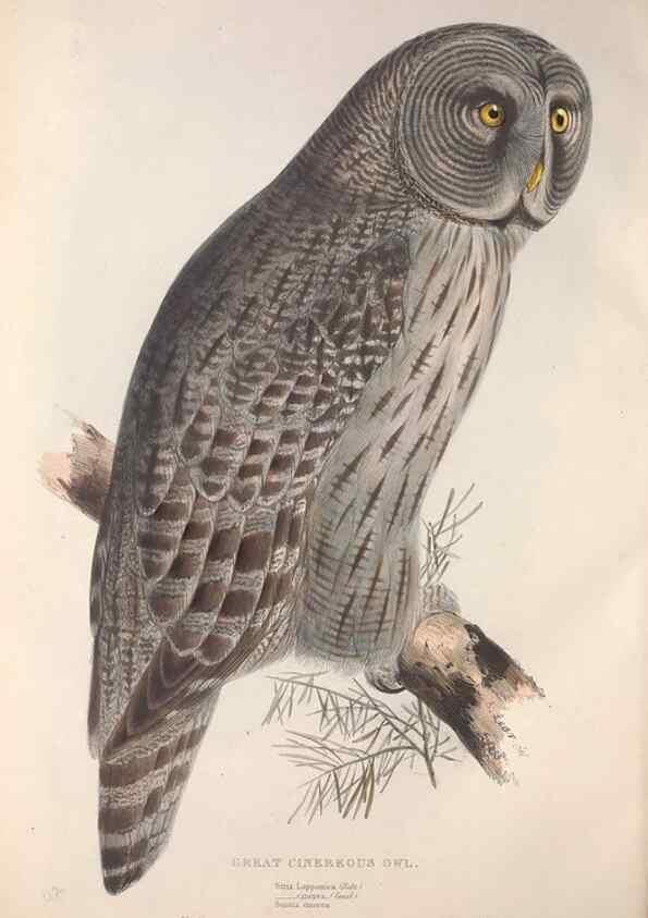 Reproducción/Reproduction 9401329480: The birds of Europe.. London,Printed by R. and J.E. Taylor, pub. by the author,1837.
