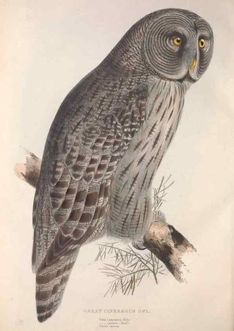 Reproducción/Reproduction 9401329480: The birds of Europe.. London,Printed by R. and J.E. Taylor, pub. by the author,1837.