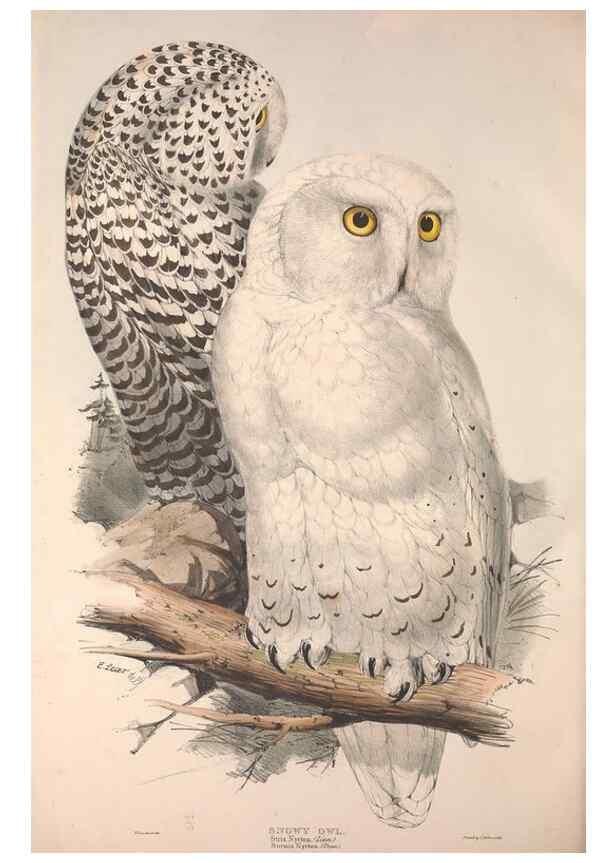 Reproducción/Reproduction 9401330992: The birds of Europe.. London,Printed by R. and J.E. Taylor, pub. by the author,1837.
