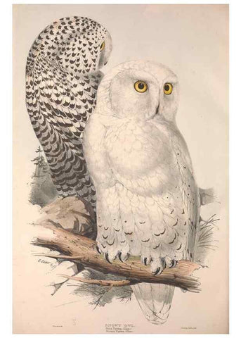 Reproducción/Reproduction 9401330992: The birds of Europe.. London,Printed by R. and J.E. Taylor, pub. by the author,1837.
