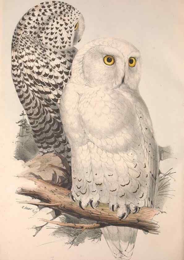 Reproducción/Reproduction 9401330992: The birds of Europe.. London,Printed by R. and J.E. Taylor, pub. by the author,1837.