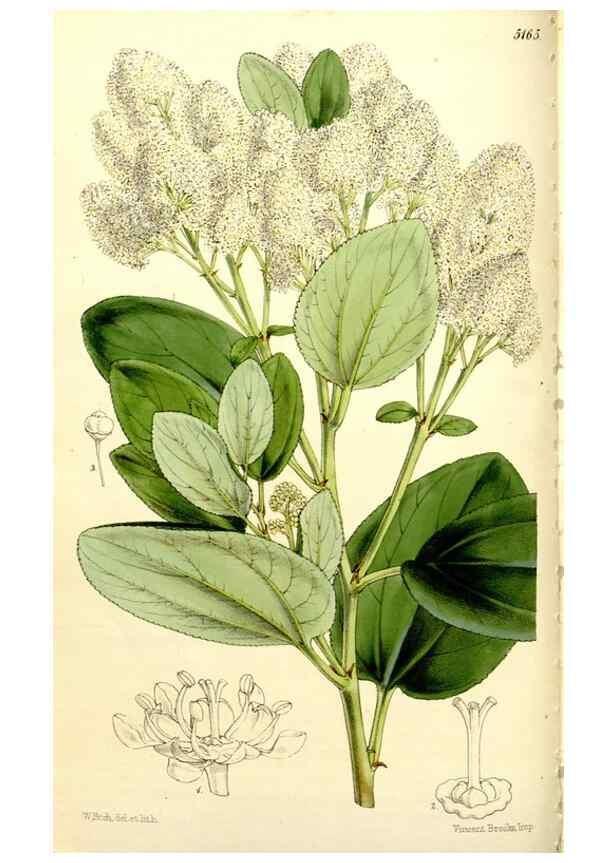 Reproducción/Reproduction 9444613258: Curtis's botanical magazine.. London ;New York [etc.] :Academic Press [etc.]