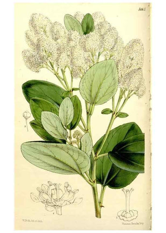 Reproducción/Reproduction 9444613258: Curtis's botanical magazine.. London ;New York [etc.] :Academic Press [etc.]