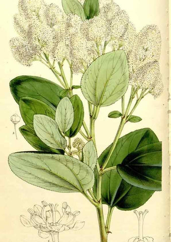 Reproducción/Reproduction 9444613258: Curtis's botanical magazine.. London ;New York [etc.] :Academic Press [etc.]
