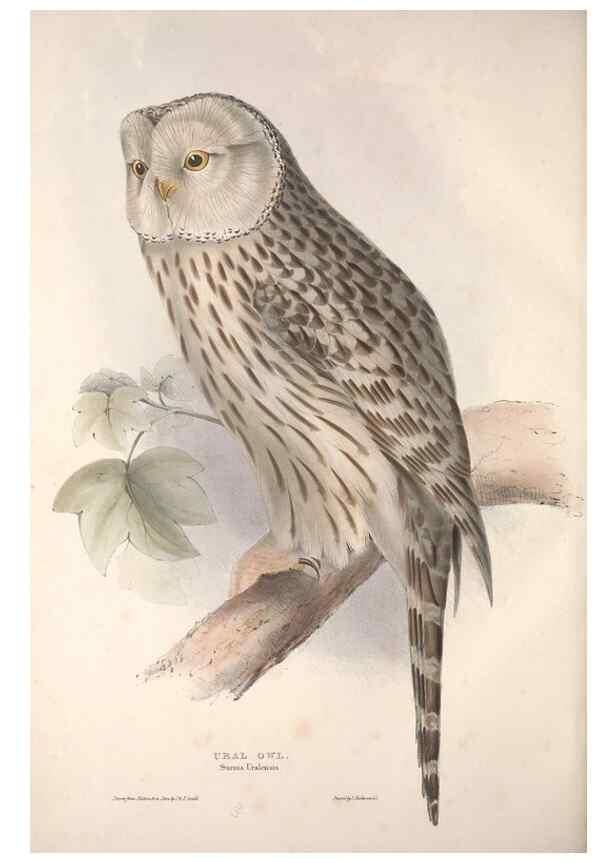 Reproducción/Reproduction 9401332174: The birds of Europe.. London,Printed by R. and J.E. Taylor, pub. by the author,1837.