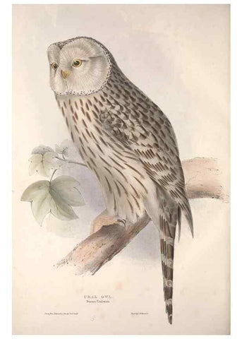 Reproducción/Reproduction 9401332174: The birds of Europe.. London,Printed by R. and J.E. Taylor, pub. by the author,1837.