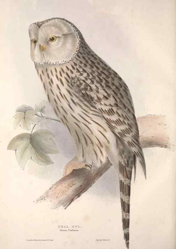 Reproducción/Reproduction 9401332174: The birds of Europe.. London,Printed by R. and J.E. Taylor, pub. by the author,1837.