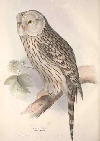 Reproducción/Reproduction 9401332174: The birds of Europe.. London,Printed by R. and J.E. Taylor, pub. by the author,1837.