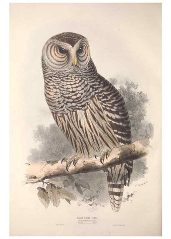 Reproducción/Reproduction 9401334646: The birds of Europe.. London,Printed by R. and J.E. Taylor, pub. by the author,1837.