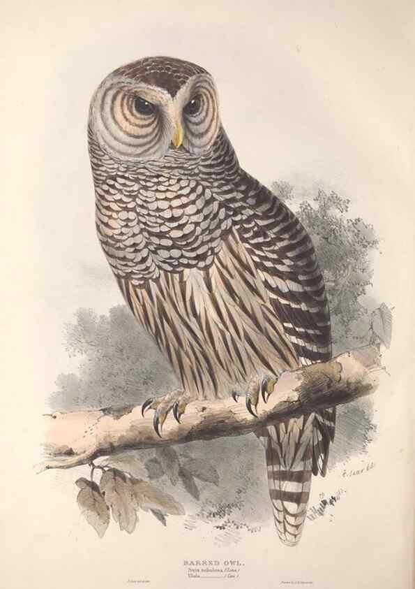 Reproducción/Reproduction 9401334646: The birds of Europe.. London,Printed by R. and J.E. Taylor, pub. by the author,1837.