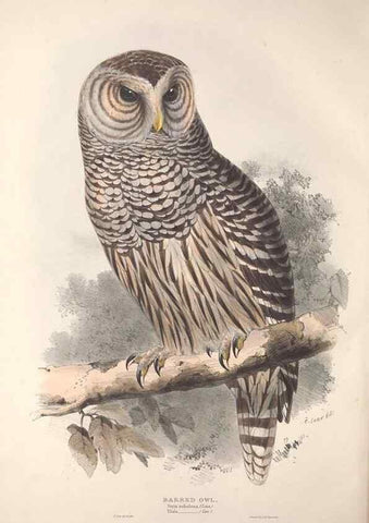 Reproducción/Reproduction 9401334646: The birds of Europe.. London,Printed by R. and J.E. Taylor, pub. by the author,1837.