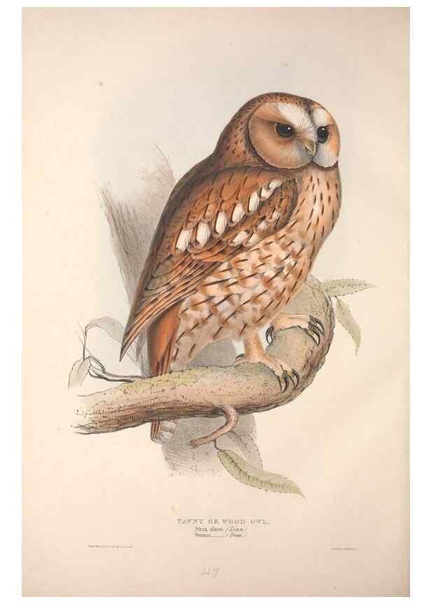 Reproducción/Reproduction 9401335806: The birds of Europe.. London,Printed by R. and J.E. Taylor, pub. by the author,1837.