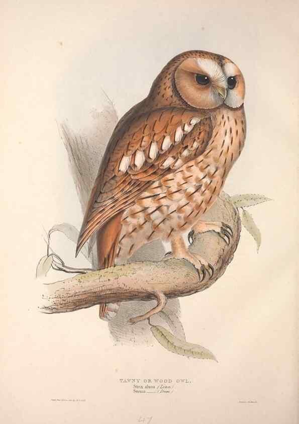 Reproducción/Reproduction 9401335806: The birds of Europe.. London,Printed by R. and J.E. Taylor, pub. by the author,1837.
