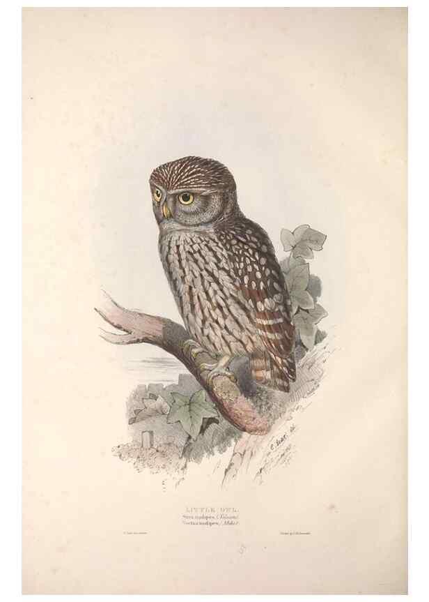 Reproducción/Reproduction 9401336778: The birds of Europe.. London,Printed by R. and J.E. Taylor, pub. by the author,1837.