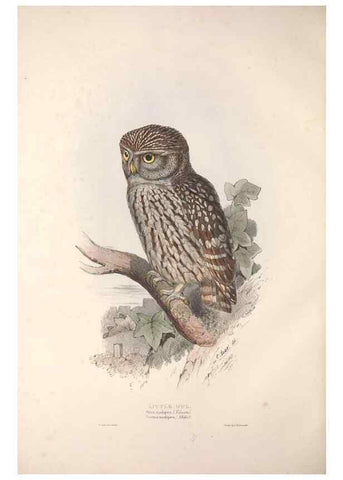 Reproducción/Reproduction 9401336778: The birds of Europe.. London,Printed by R. and J.E. Taylor, pub. by the author,1837.