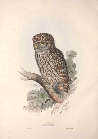 Reproducción/Reproduction 9401336778: The birds of Europe.. London,Printed by R. and J.E. Taylor, pub. by the author,1837.
