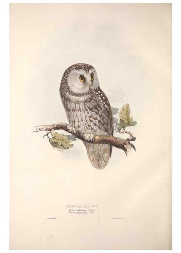 Reproducción/Reproduction 9398572513: The birds of Europe.. London,Printed by R. and J.E. Taylor, pub. by the author,1837.