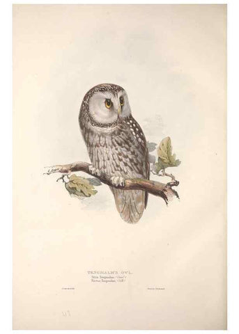 Reproducción/Reproduction 9398572513: The birds of Europe.. London,Printed by R. and J.E. Taylor, pub. by the author,1837.