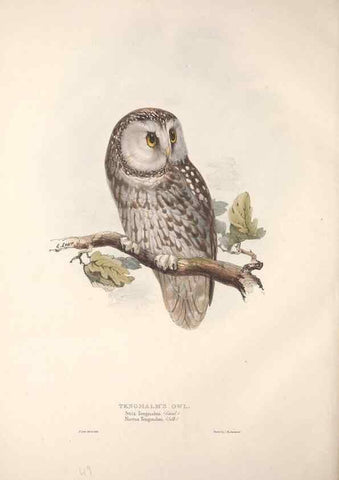 Reproducción/Reproduction 9398572513: The birds of Europe.. London,Printed by R. and J.E. Taylor, pub. by the author,1837.