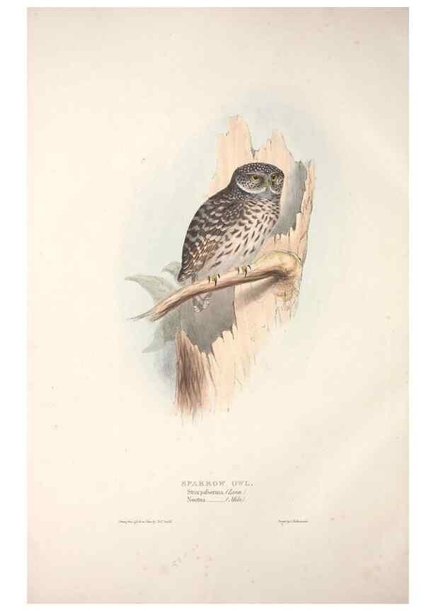 Reproducción/Reproduction 9398573587: The birds of Europe.. London,Printed by R. and J.E. Taylor, pub. by the author,1837.