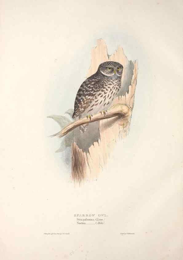 Reproducción/Reproduction 9398573587: The birds of Europe.. London,Printed by R. and J.E. Taylor, pub. by the author,1837.
