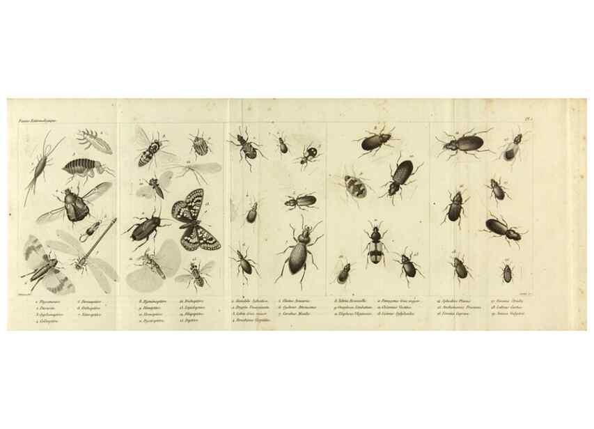 Reproducción/Reproduction 9408704708: Faune entomologique des environs de Paris :. Paris :Méquignon-Marvis,1835.