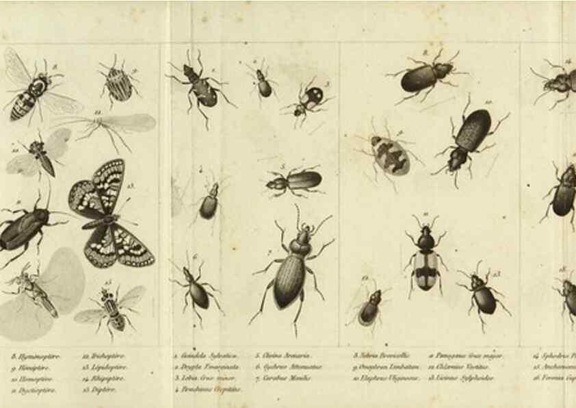 Reproducción/Reproduction 9408704708: Faune entomologique des environs de Paris :. Paris :Méquignon-Marvis,1835.
