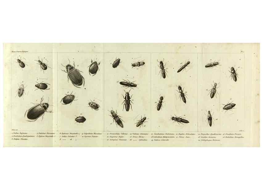 Reproducción/Reproduction 9408705470: Faune entomologique des environs de Paris :. Paris :Méquignon-Marvis,1835.