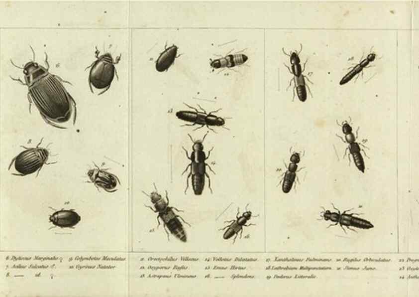 Reproducción/Reproduction 9408705470: Faune entomologique des environs de Paris :. Paris :Méquignon-Marvis,1835.