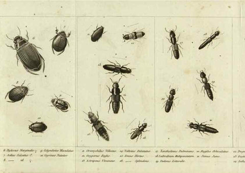 Reproducción/Reproduction 9408705470: Faune entomologique des environs de Paris :. Paris :Méquignon-Marvis,1835.