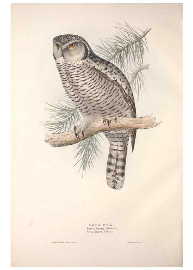 Reproducción/Reproduction 9401333244: The birds of Europe.. London,Printed by R. and J.E. Taylor, pub. by the author,1837.