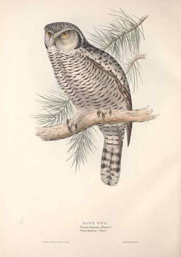 Reproducción/Reproduction 9401333244: The birds of Europe.. London,Printed by R. and J.E. Taylor, pub. by the author,1837.