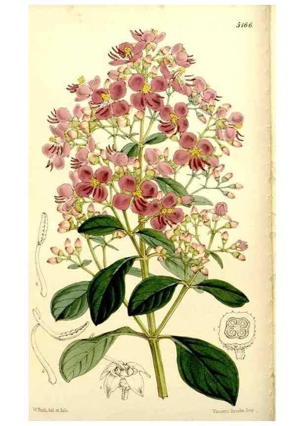 Reproducción/Reproduction 9441828131: Curtis's botanical magazine.. London ;New York [etc.] :Academic Press [etc.]