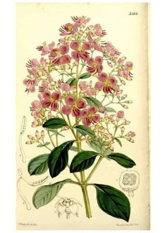 Reproducción/Reproduction 9441828131: Curtis's botanical magazine.. London ;New York [etc.] :Academic Press [etc.]